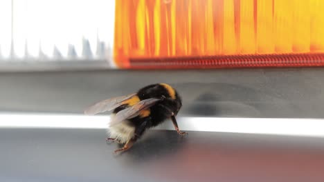 bumblebee on a car