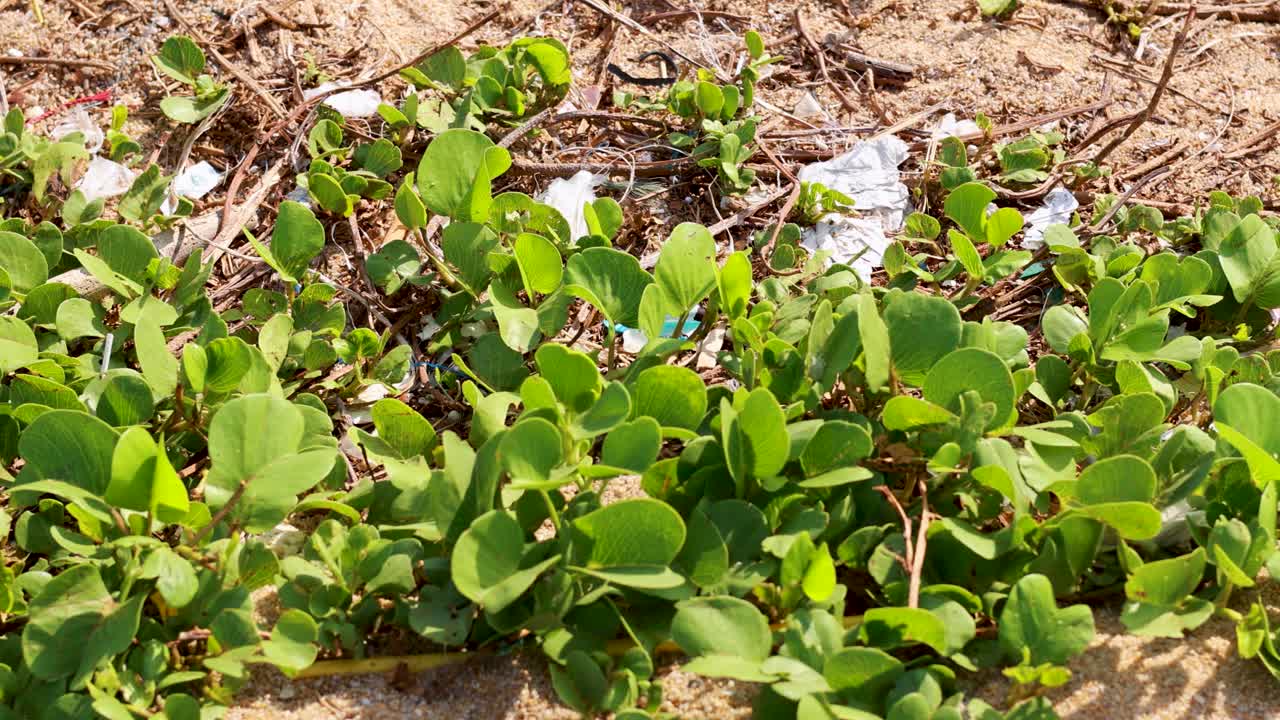Lush green plants on a sandy beach in Phuket, Thailand, interspersed with visible litter, highlighting environmental pollution