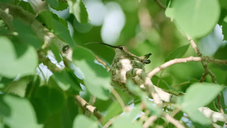 colibrí en el nido moviendo la lengua
