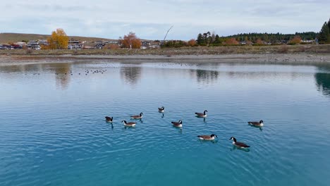 canada geese gracefully swim across a turquoise glacial lake surrounded by autumn foliage, captured from an aerial perspective
