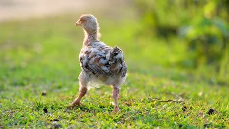 an adorable baby cockrel walking through a field