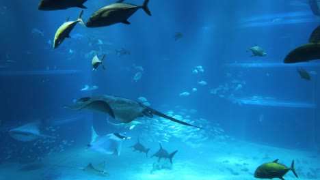 aquatic animals swimming in a large aquarium