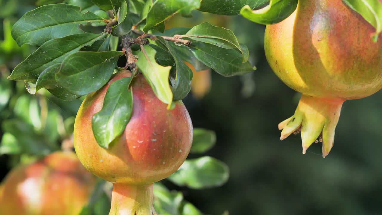Three ripe pomegranate fruit on tree branch in the garden