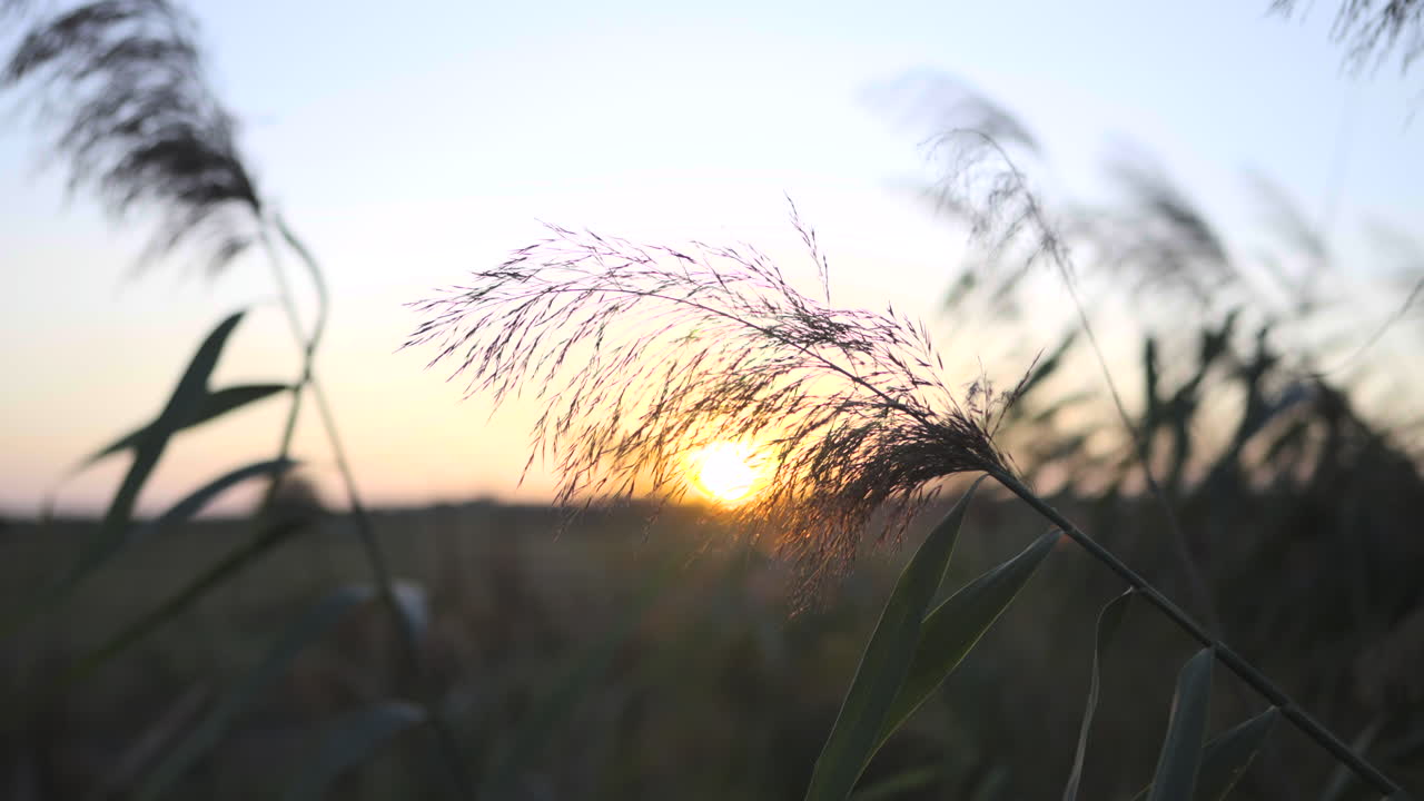 4k 클로즈업 은 잔디가 조용히 바람에 흔들리고 조용한 해가 지는 배경으로