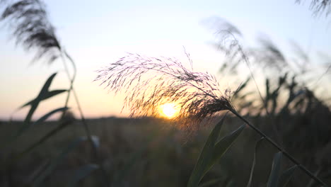 4k close-up shot of delicate grass swaying gently in the breeze against the backdrop of a serene sunset