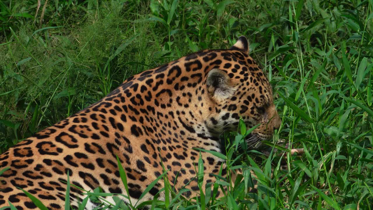 A jaguar playfully interacts with the grass, briefly looking around before continuing its activity. A natural and captivating wildlife moment.
