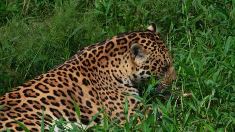 a jaguar playfully interacts with the grass, briefly looking around before continuing its activity. a natural and captivating wildlife moment.