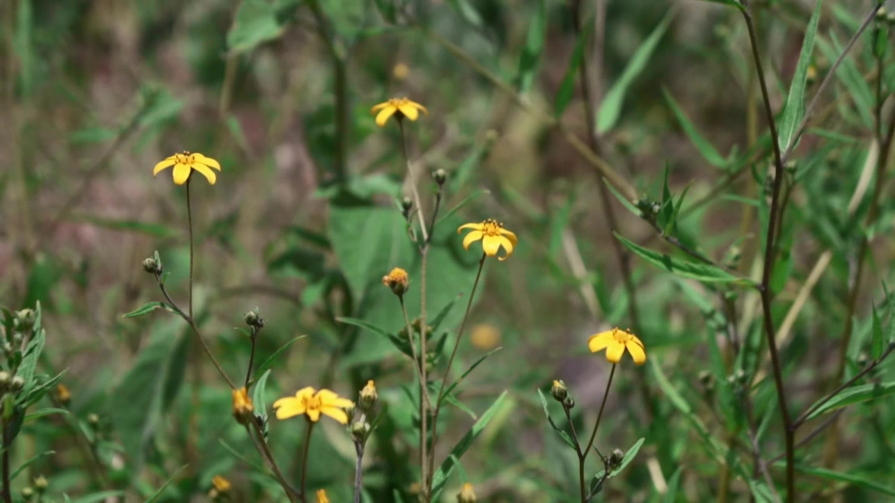 Primo piano di piccoli fiori selvatici gialli in un prato naturale, con steli verdi, sfondo sfocato e un tranquillo paesaggio naturale estivo.