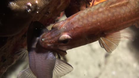 underwater shot of successful hunter, fish with alive cardinalfish in mouth, close-up shot during night, prey still struggling