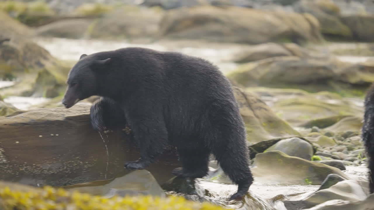 Un orso nero cammina lungo il fiume e la spiaggia in cerca di salmone da mangiare prima del letargo nella Columbia Britannica, in Canada