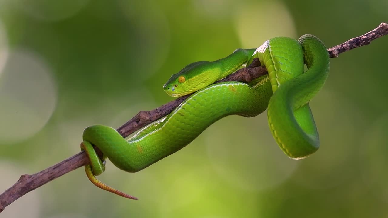la víbora de labios blancos es una víbora venenosa endémica del sudeste asiático y a menudo se encuentra durante la noche esperando en una rama o rama de un árbol cerca de un cuerpo de agua con muchos alimentos