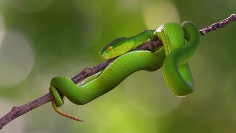 la víbora de labios blancos es una víbora venenosa endémica del sudeste asiático y a menudo se encuentra durante la noche esperando en una rama o rama de un árbol cerca de un cuerpo de agua con muchos alimentos