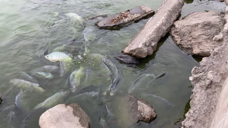 Schwarzer-Kormoran-Schwimmt-Auf-Der-Suche-Nach-Nahrung-Zwischen-Großen-Fischen-In-Einer-Lagune