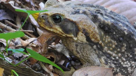 Nahaufnahme-Eines-Frosches,-Der-Sein-Frühstück-Im-Dschungel-Beendet