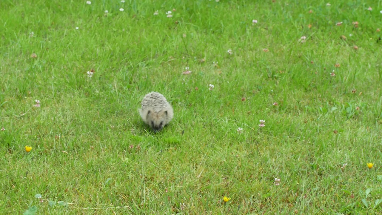 Baby Hedgehog Foraging for Food on a Backyard Lawn