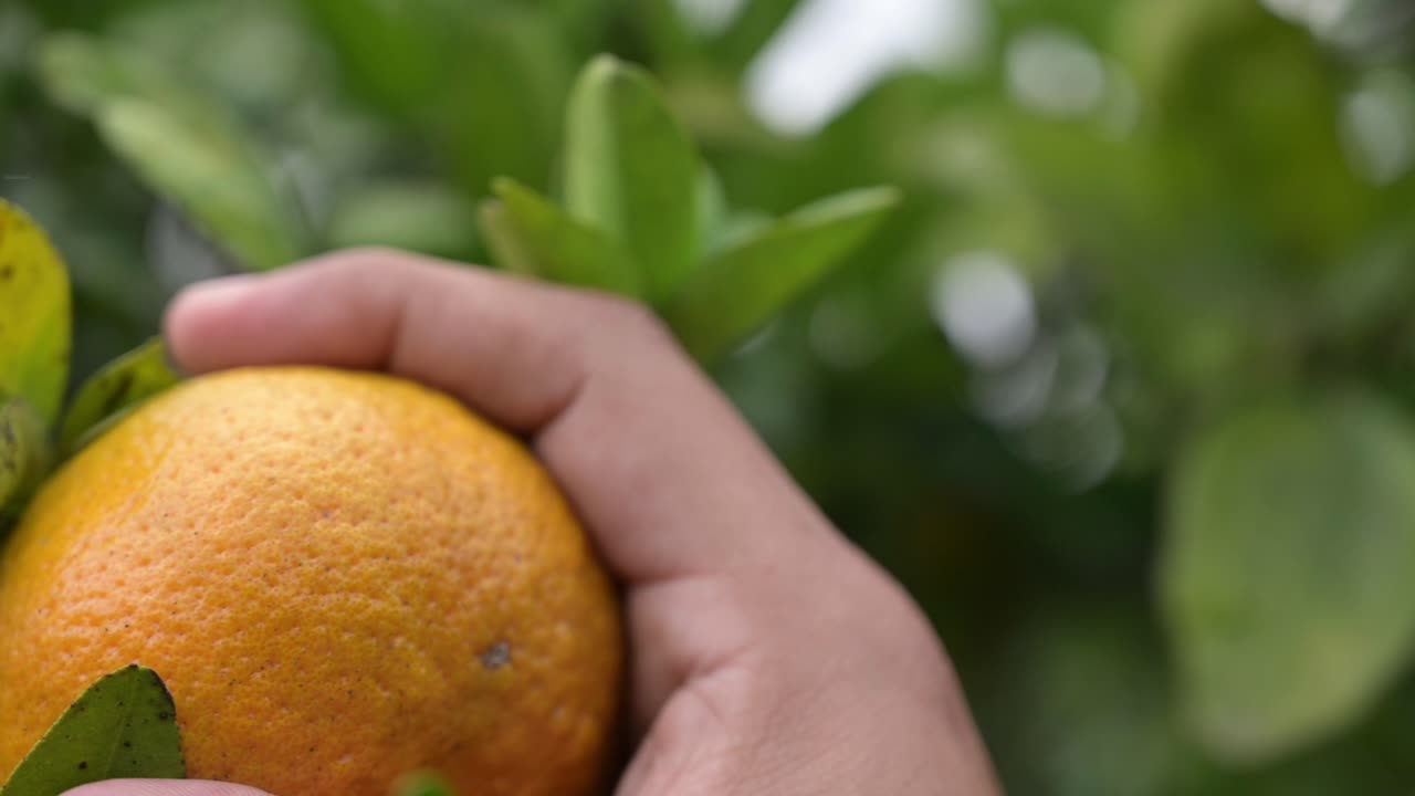 mano de granjero, corta fácilmente una naranja en el árbol