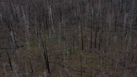 aerial view of burnt forest.