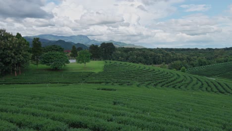 granja de té verde en terrazas filas de arbustos en el paisaje a lo largo de la ladera en chiang rai tailandia, el establecimiento de pan derecho