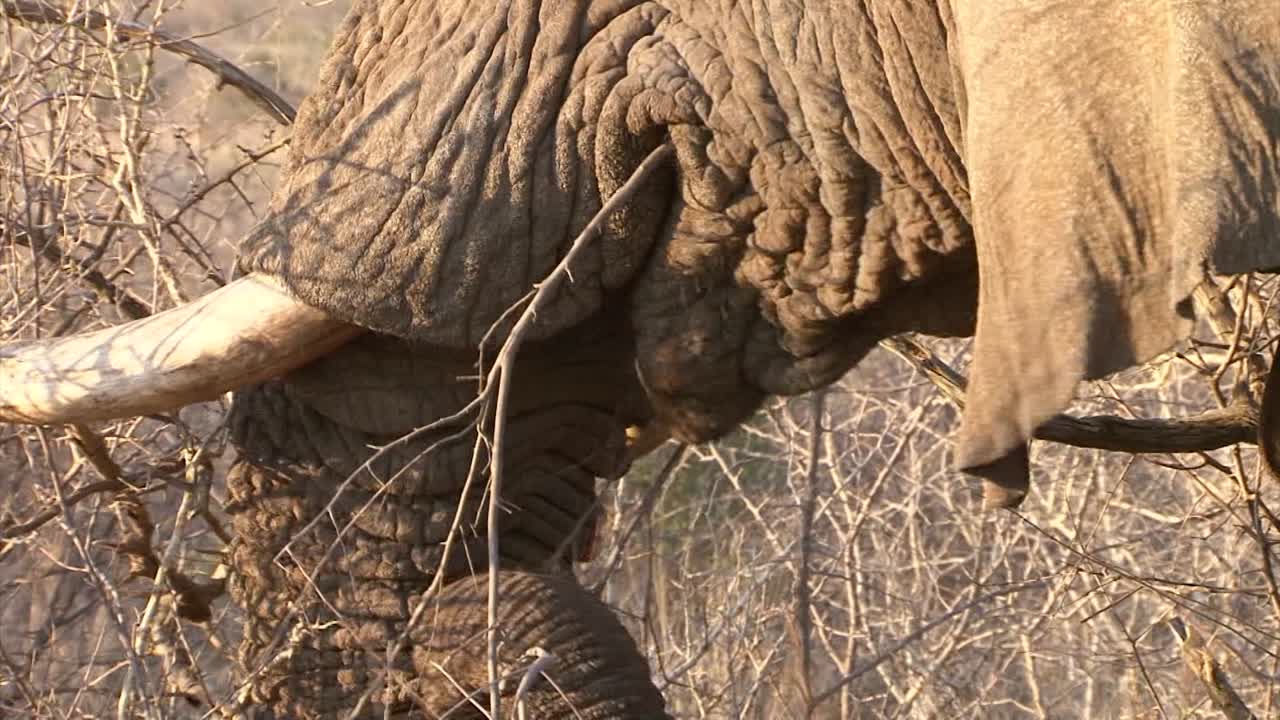 detalles de la trompa de elefante alimentándose de arbustos secos, colmillo grande visible