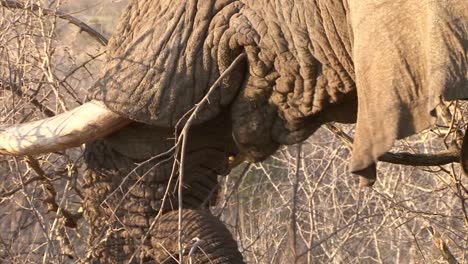 Details-of-elephant's-trunk-feeding-on-dry-bushes,-large-tusk-visible