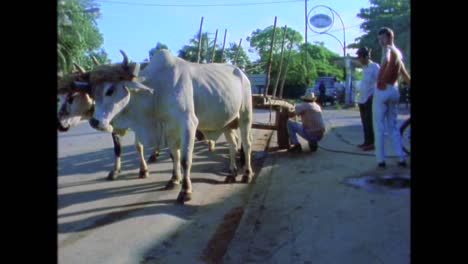 agriculture and farming in cuba during the 1980s