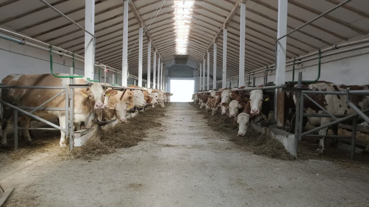 Modern farm cowshed with milking cows eating hay