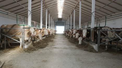 modern farm cowshed with milking cows eating hay