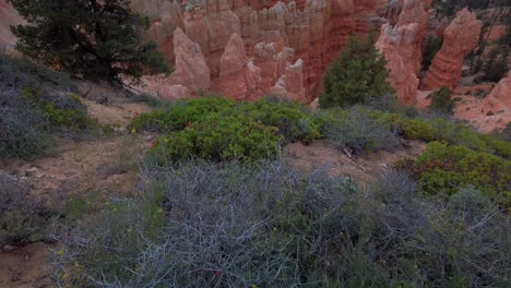 tilting up shot from desert bushes in the foreground to hoodoo rock formations in the background at bryce canyon national park, utah