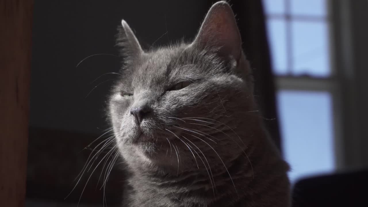 Primo piano di un gatto adulto, di colore grigio, assonnato e che guarda verso la telecamera.
