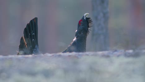 male western capercaillie roost on lek site in lekking season close up in pine forest morning light