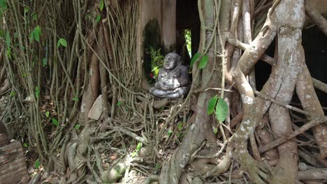 static: buddist shrine in the window to the ancient temple of wat bang kung in thailand with roots growing around