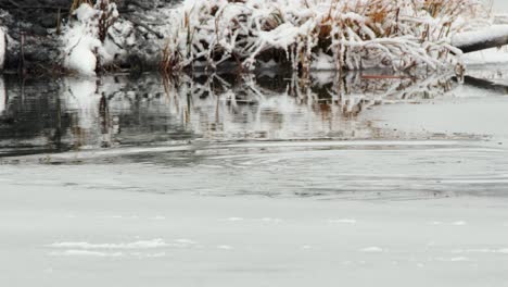 Biber-Taucht-Mit-Stöcken-Im-Maul-Unter-Die-Oberfläche-Eines-Zugefrorenen-Winterteichs