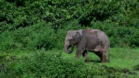 the asiatic elephants are endangered species and they are also residents of thailand