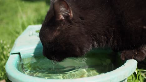 gato negro bebiendo agua en un jardín