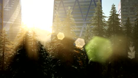 park forest and skyscrapes at sunset