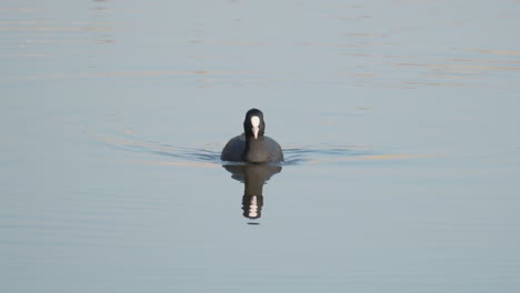 Blässhuhn-Mit-Spiegelbild-Schwimmt-In-Einem-Teich