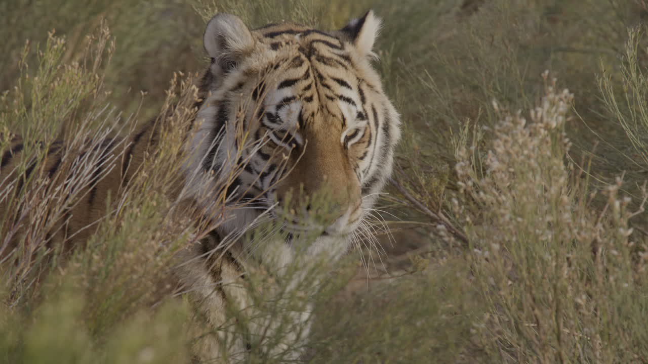 정글을 돌아다니는 활기찬 호랑이