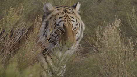 vibrant tiger looking around the jungle