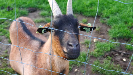 cerca de la cabra en el campo detrás del alambre de esgrima