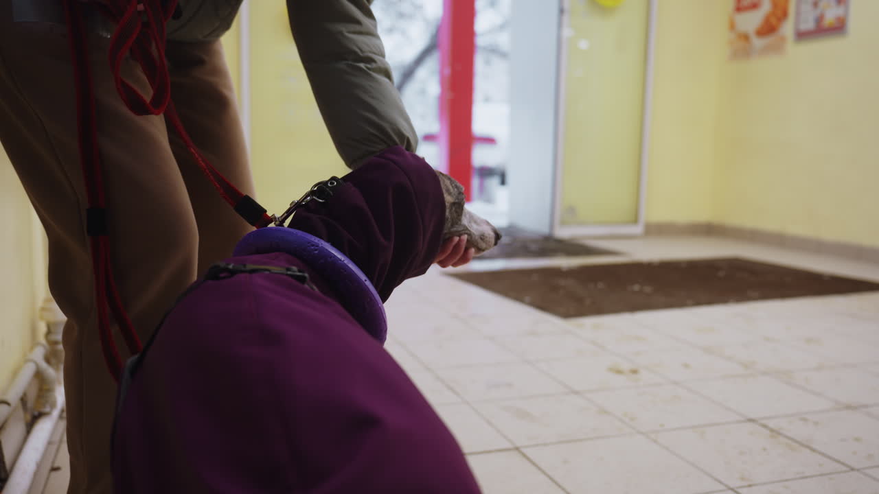 Whippet in purple jacket with toy collar on red leash stands beside person in beige pants, looking out open door toward snowy outdoors, waiting in tiled indoor entryway with yellow walls and dirty floor