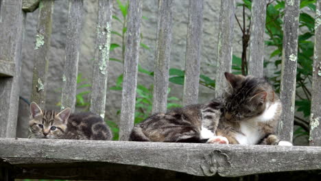 mother cat grooms herself on a garden bench with her kitten.