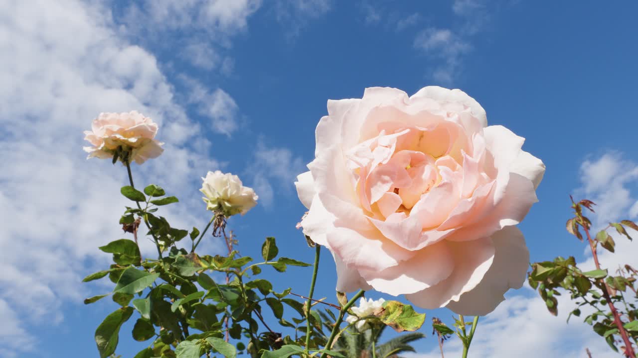 Low-angle close-up of a pale pink and cream rose against a bright blue sky with scattered clouds