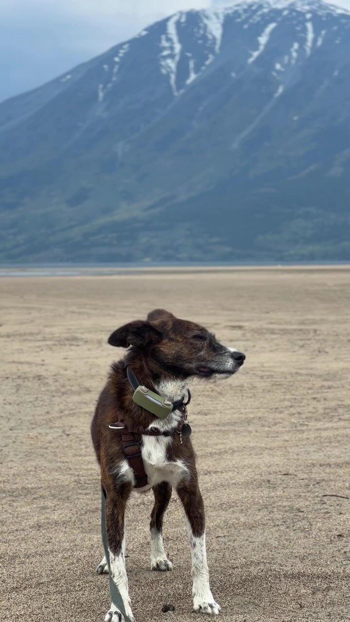 Cane che si gode la libertà sulla spiaggia con le montagne