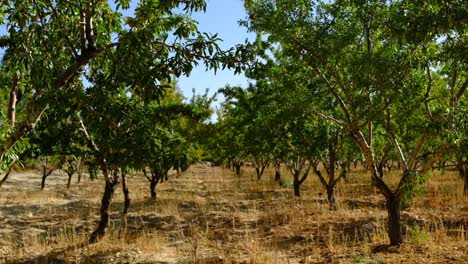 Natural-Almond-Garden