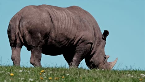 rhino with horns in tact on a green field with a blue sky eating grass