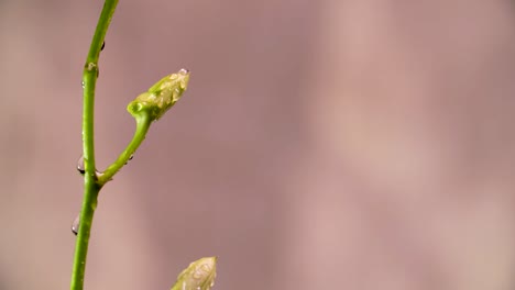 4k-Hermosa-Orquídea-Morada-Fresca,-Primer-Plano