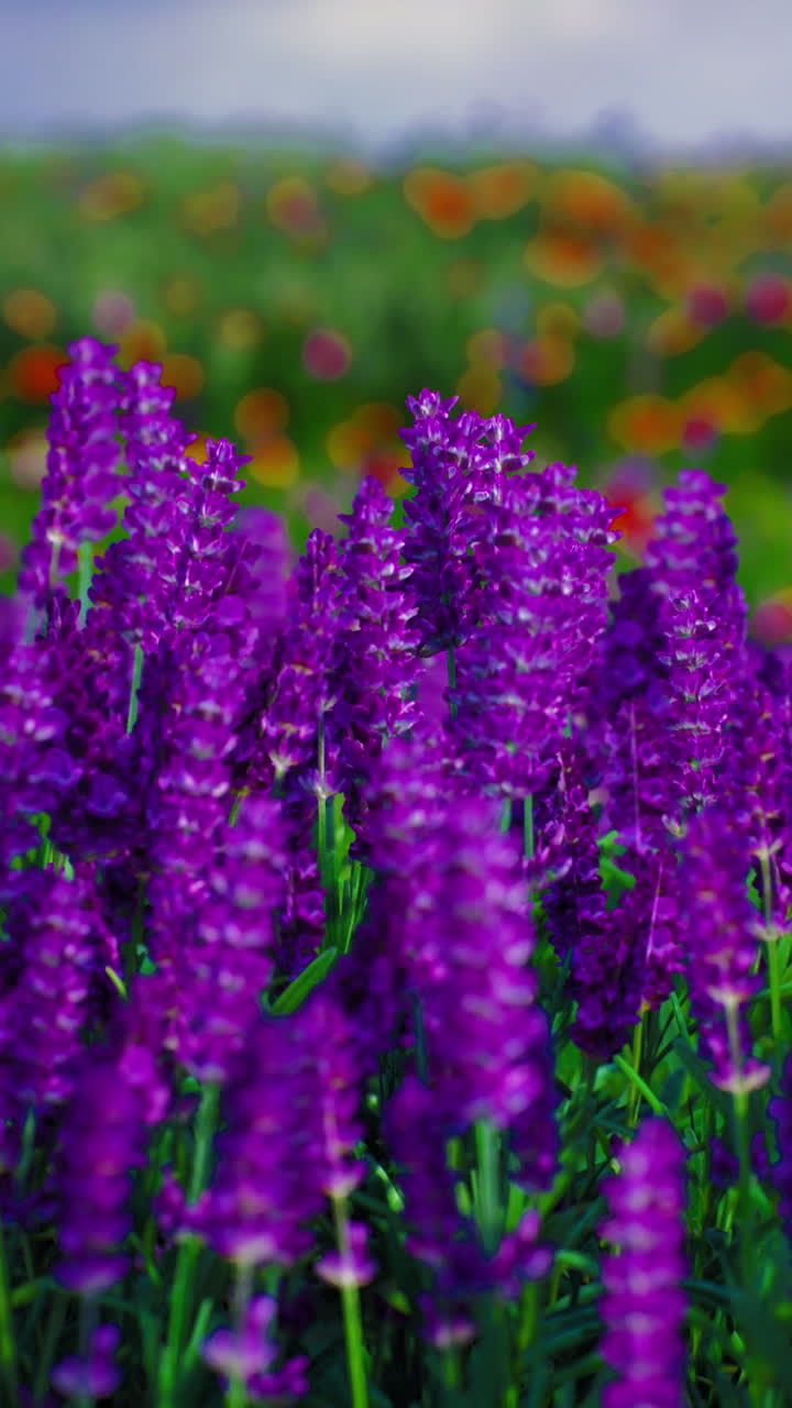 Vibrant purple flowers bloom in a lush green field under a cloudy sky