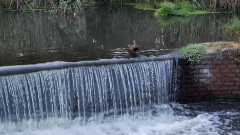 african black duck stands at edge of small river weir waterfall