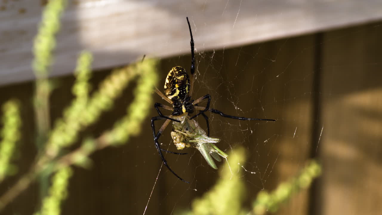 Yellow Garden Spider feeding on a grasshopper - Close up