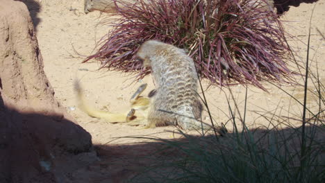 meerkats peleando en el suelo en un día soleado - ángulo alto